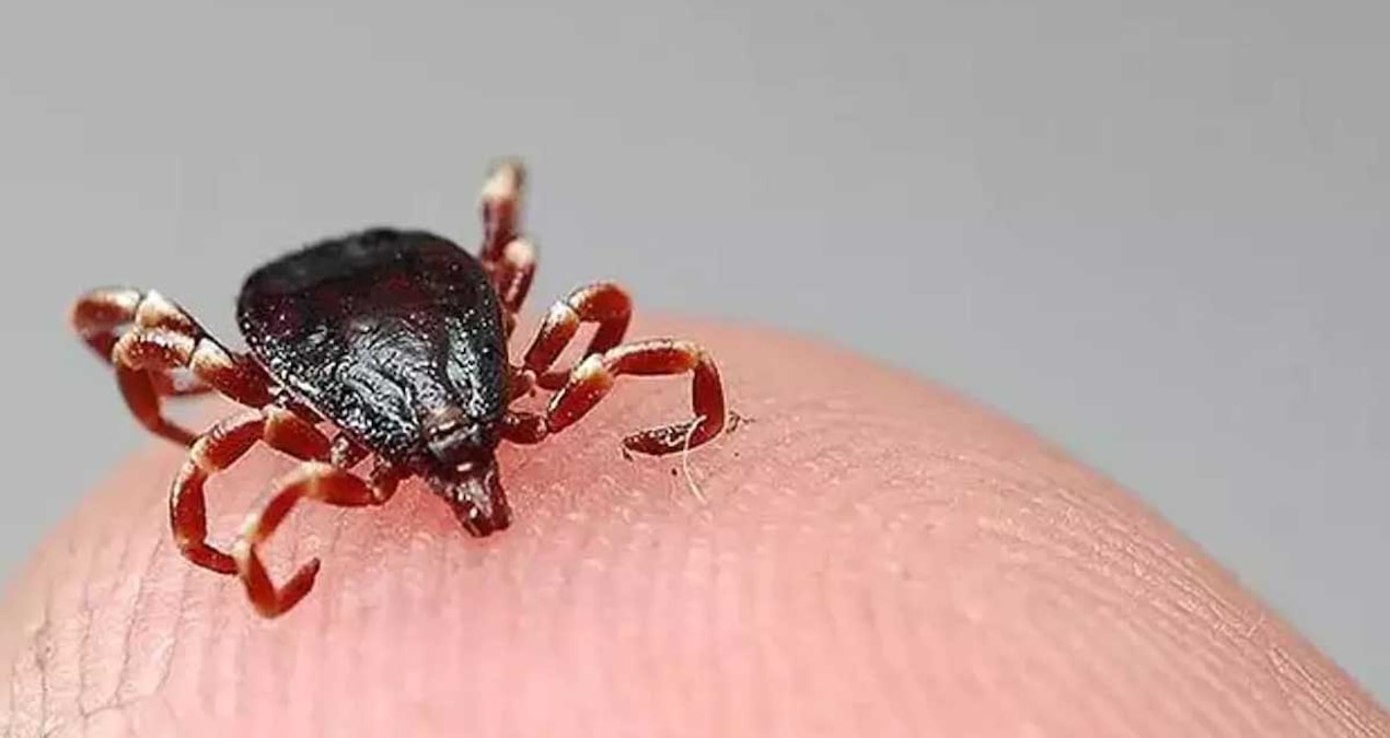Kene vakalarında korkutan tablo: 10 kişi öldü… İşte ilk belirtiler Haber gorseli